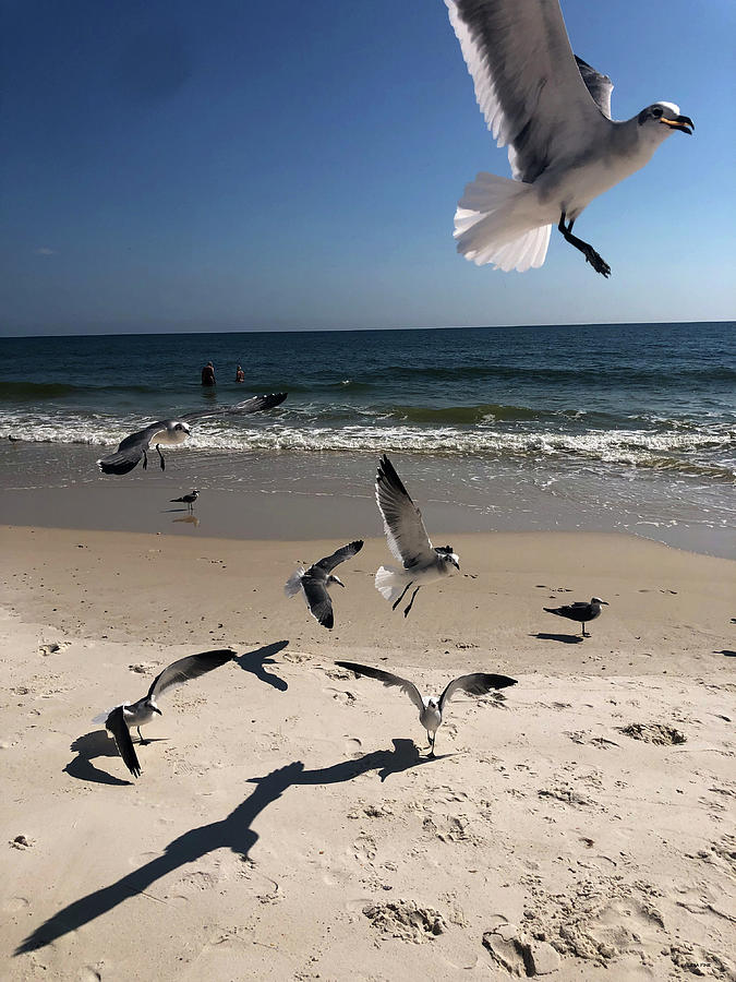 Flight of The Seagulls Photograph by Lesa Fine