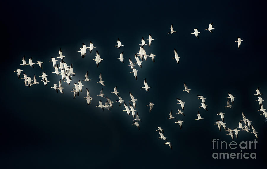 Flight of the Snow Geese Photograph by Nick Boren