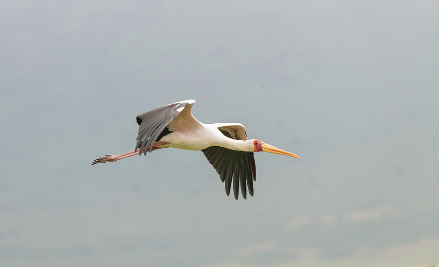 Flight of the Stork Photograph by Alex Lapidus