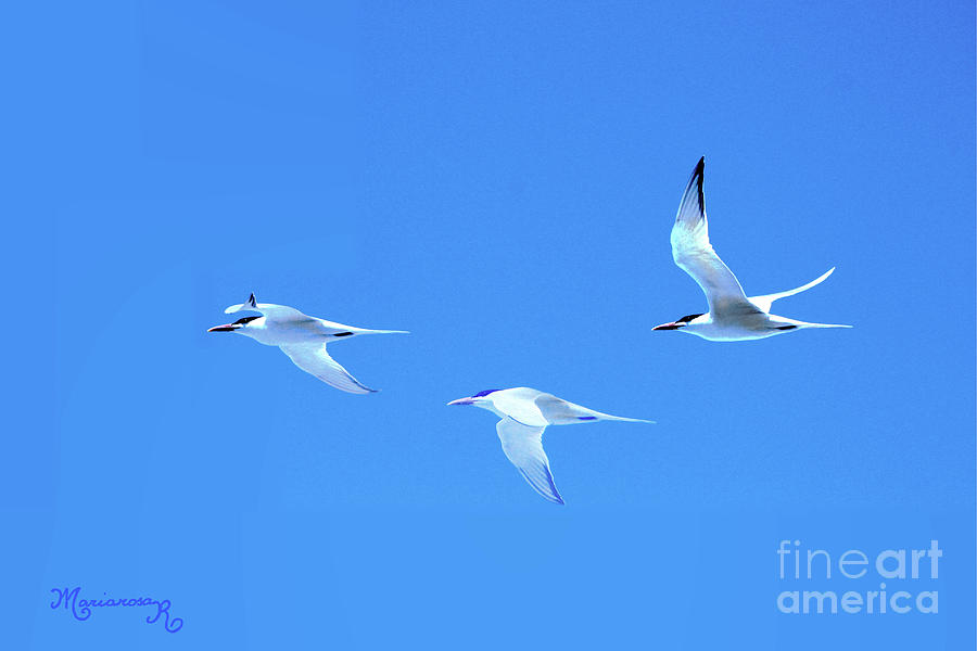 Flight of the Terns Photograph by Mariarosa Rockefeller