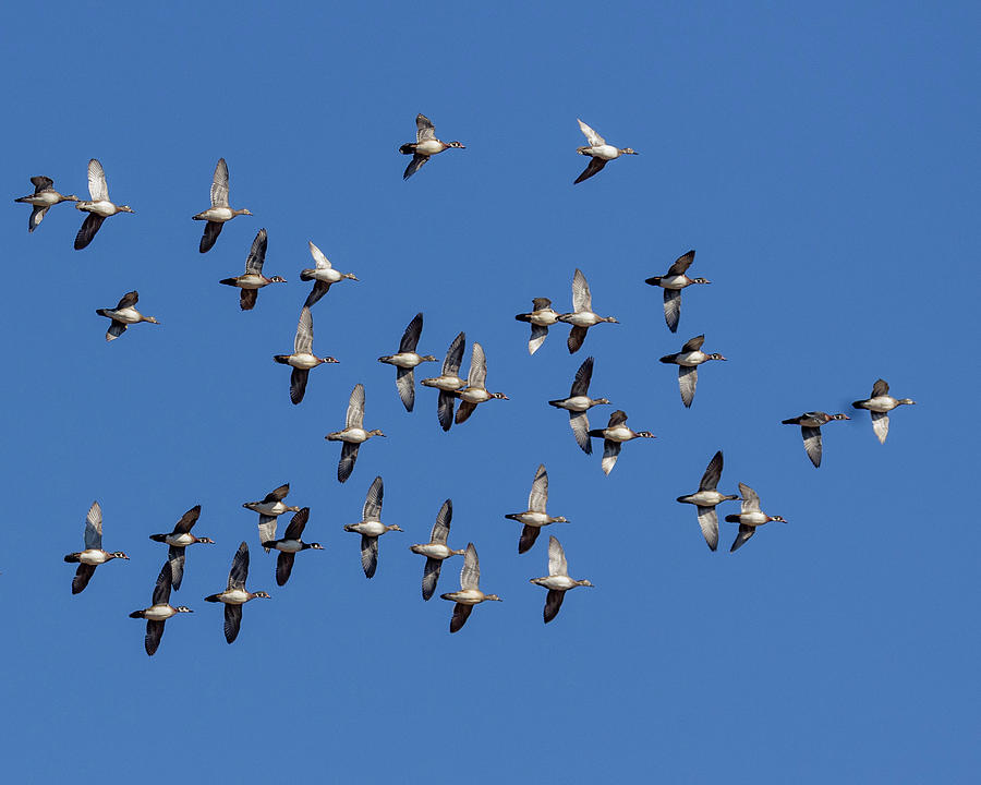 Flight of Wood Ducks  Photograph by Alan Raasch