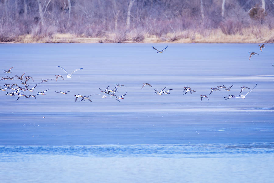 Flight Over Frozen Lake Photograph by Debra Martz