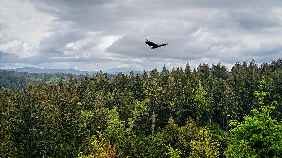 flight over the Coastal Forest Photograph by Bill Posner