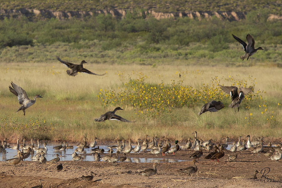 Flight Photograph by Robert Harris | Pixels