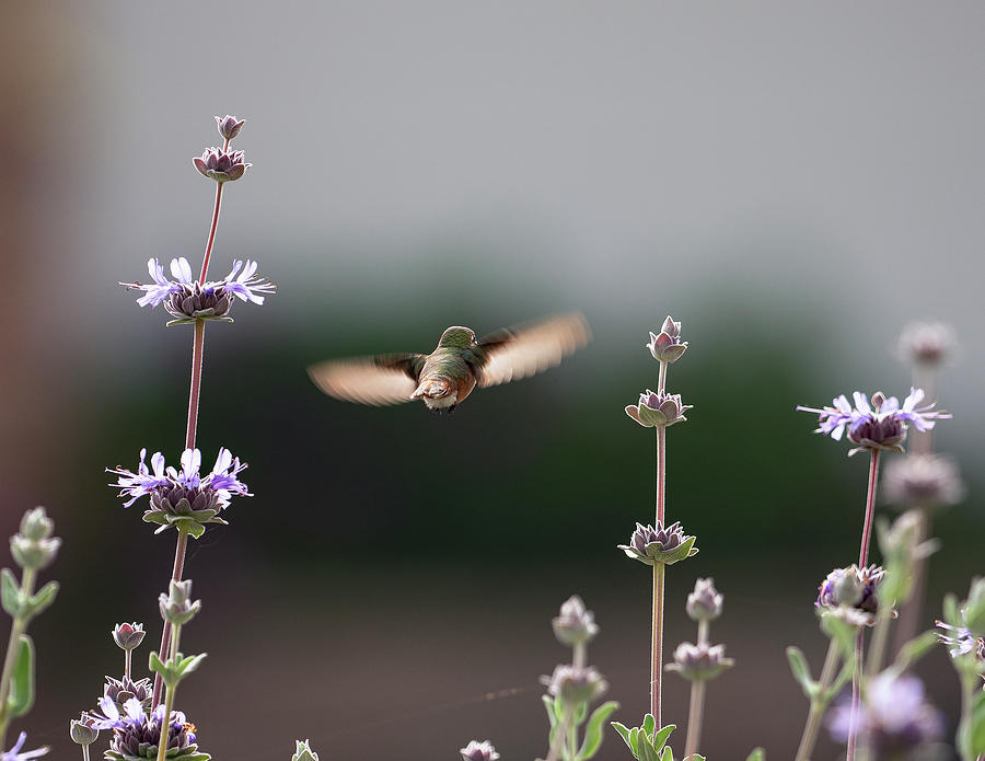 Flight Through the Salvia Photograph by Joe Schofield