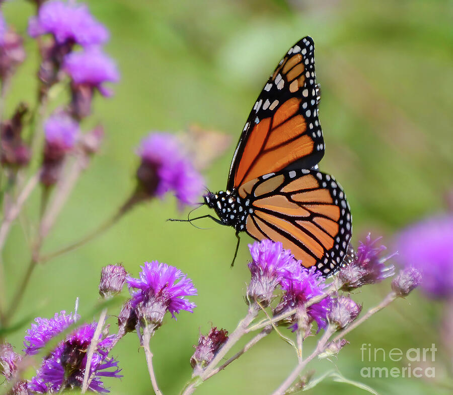 Flight to the Flowers - Monarch Butterfly Photograph by Kerri Farley Flight to the Flowers - Monarch Butterfly Photograph by Kerri Farley