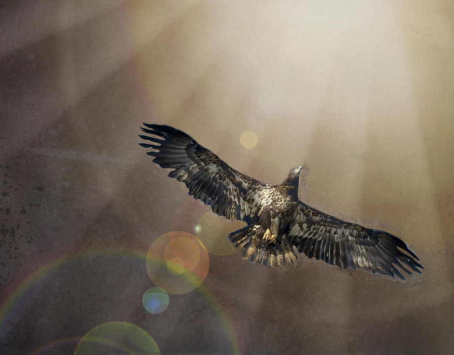 Flight Towards the Light Photograph by Theresa D Williams