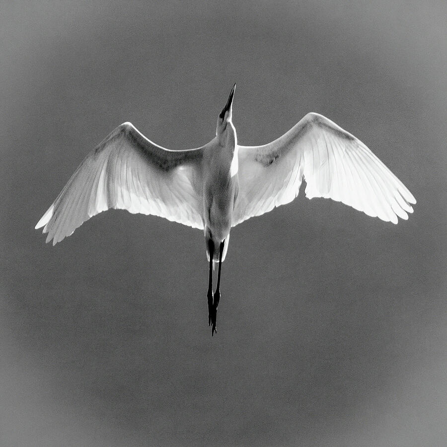 Egret Photograph - Flight by William Havle