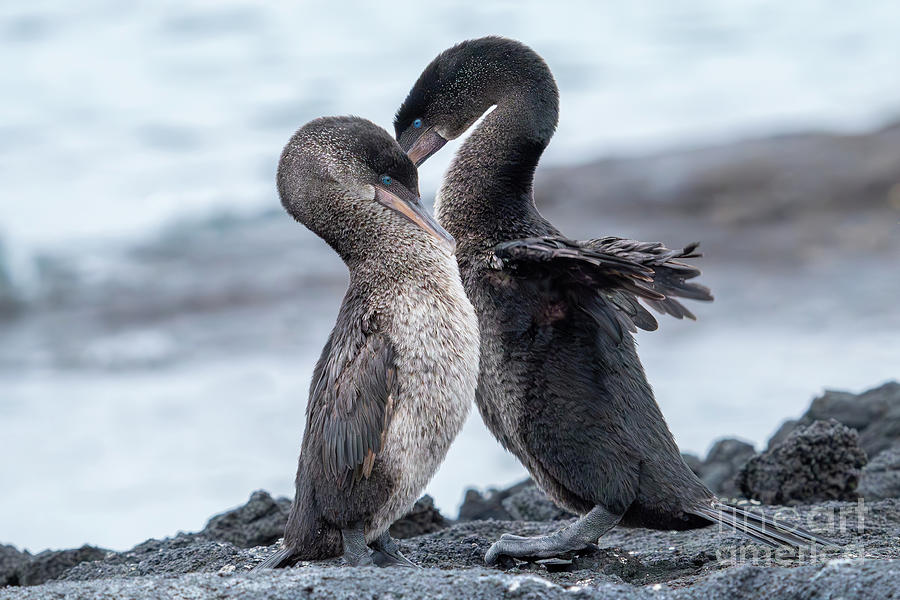 Flightless Cormorant Love Photograph by Nancy Gleason
