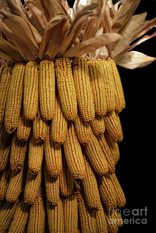 Flint Corn Photograph by Lois Bryan