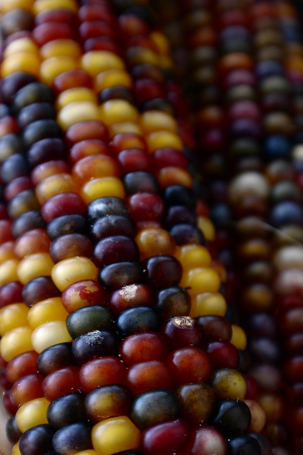 Flint Corn Photograph by Robert Elfstrom Fine Art America