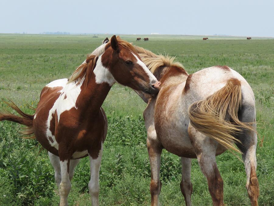 Flint Hills Wild Horses Photograph by Keith Stokes Flint Hills Wild Horses Photograph by Keith Stokes