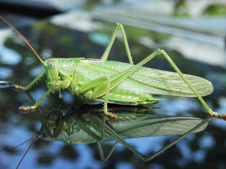 Flip The Grasshopper Photograph by Claudia Zahnd-Prezioso