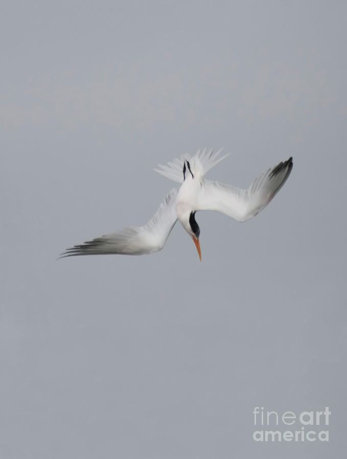 Flippin Tern  Photograph by Ruth Jolly