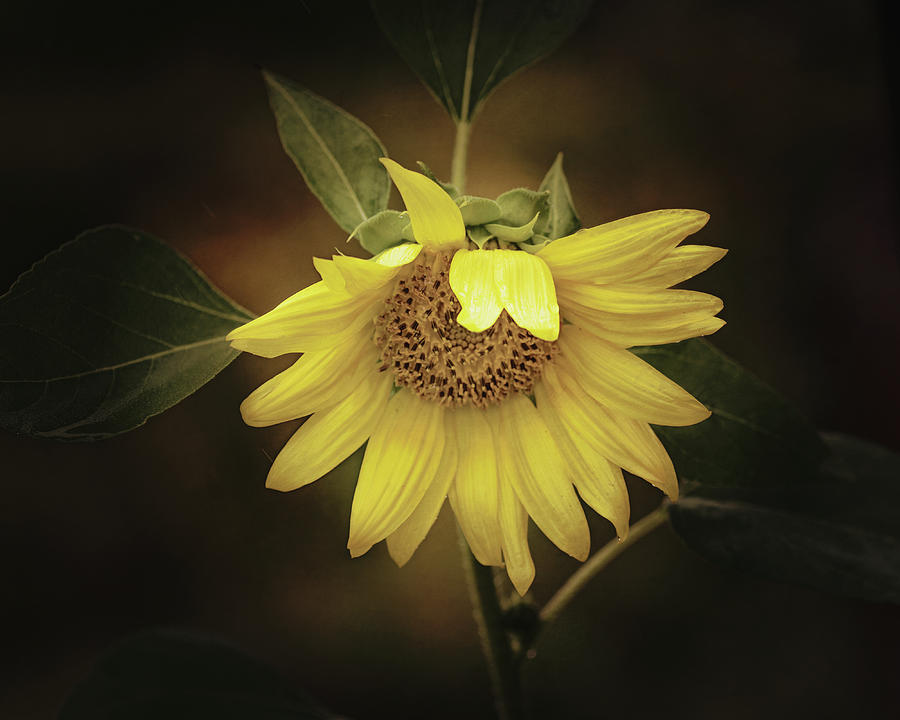 Flirtatious Sunflower Photograph by Sue Capuano