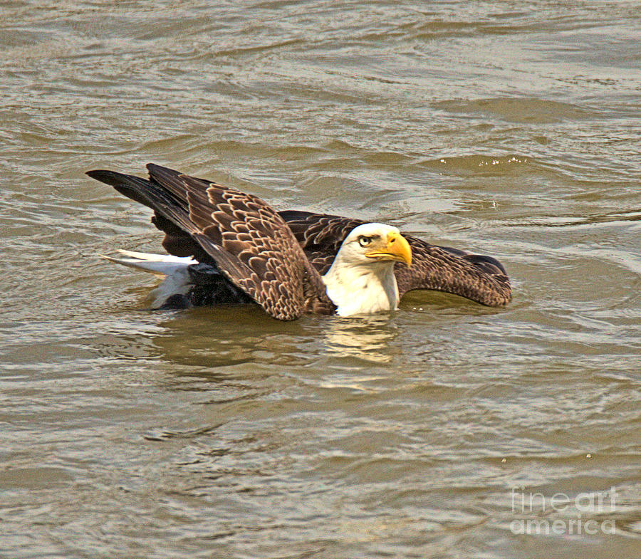 Floating Eagele In The Susquehanna River Photograph by Adam Jewell