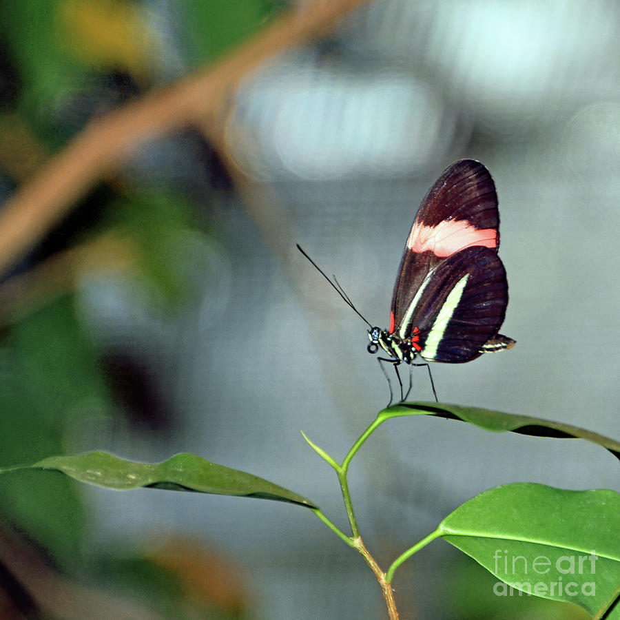 Float Like A Butterfly Photograph by Tom Watkins PVminer pixs