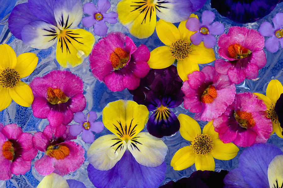 Floating annual flowers in glass bowl, overhead view, close-up Photograph by Darrell Gulin