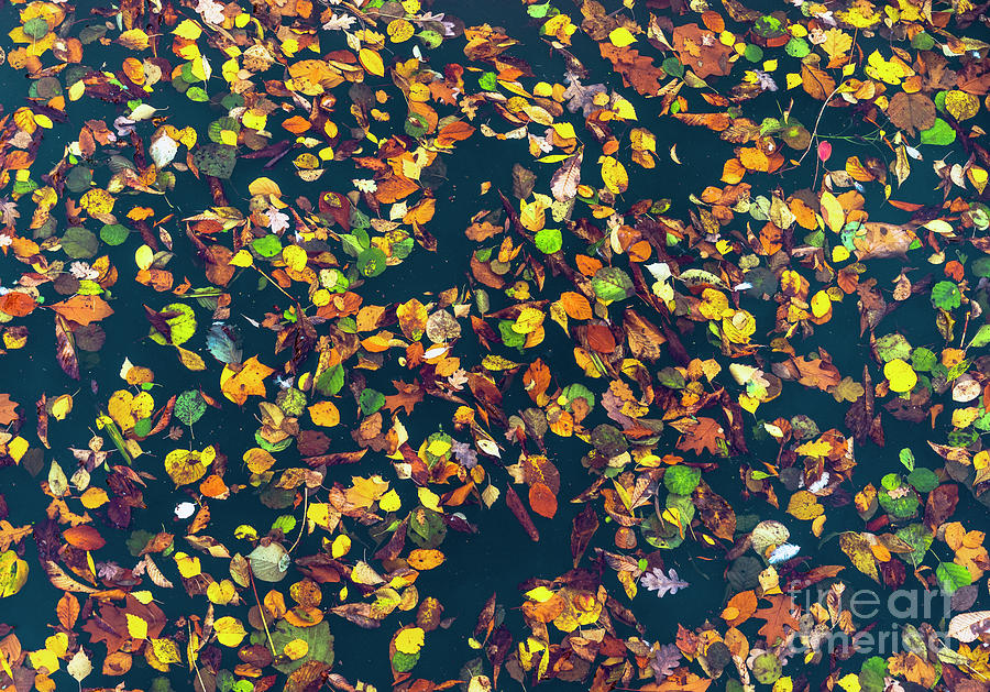 Floating Autumn Leaves Photograph by Daniel M Walsh