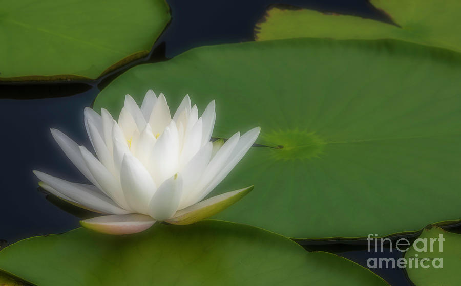 Floating Beauty Photograph by Marvin Spates