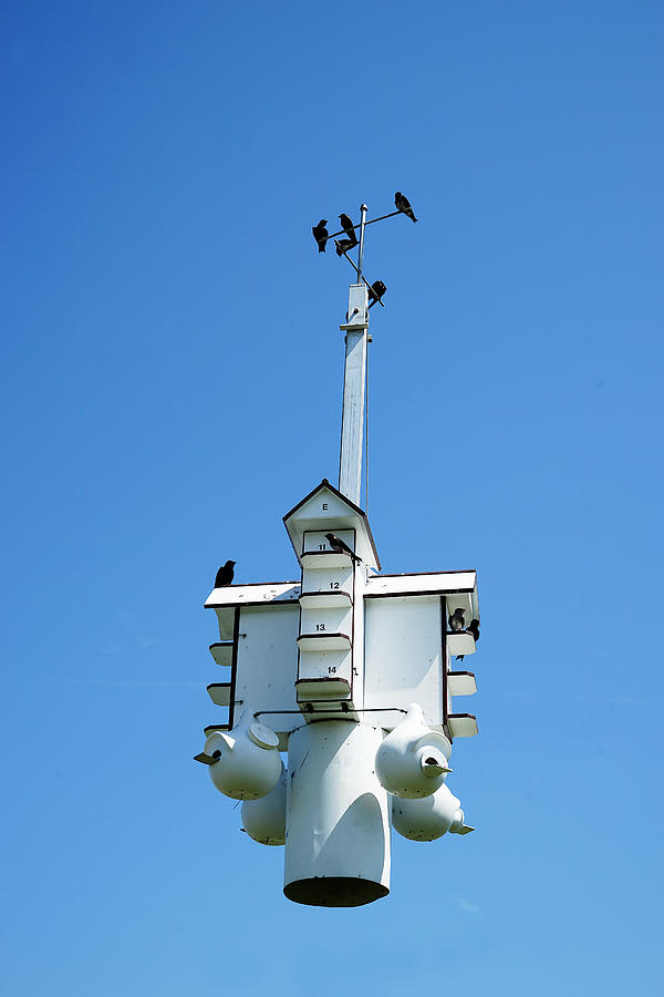 Floating Birdhouse Photograph by Richard Reeve