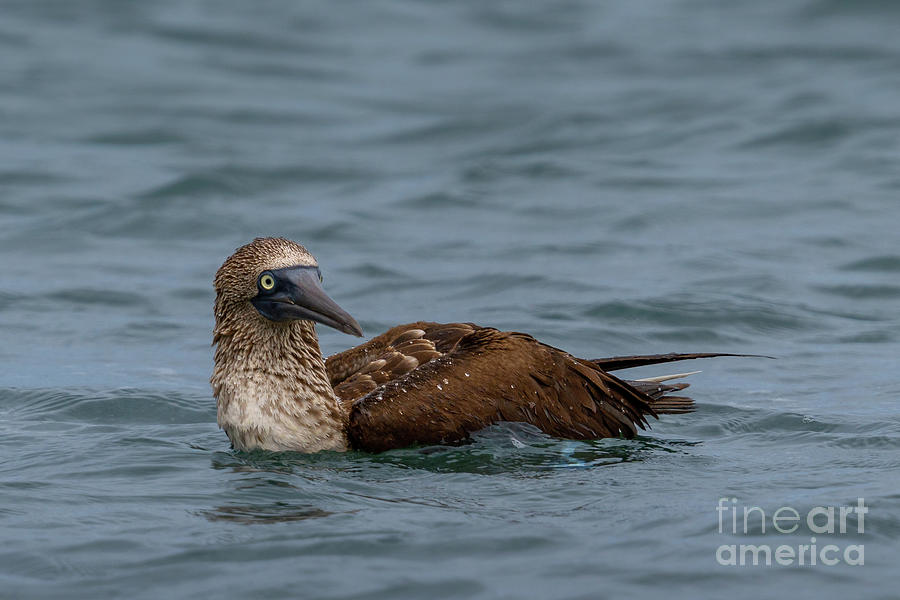 Floating Blue-footed Booby Photograph by Nancy Gleason