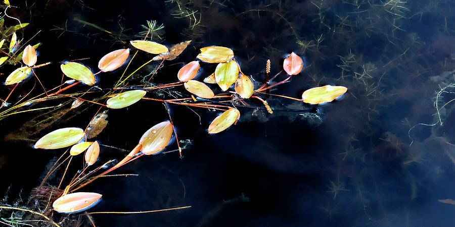Floating Branches and Leaves Photograph by Jerry Sodorff