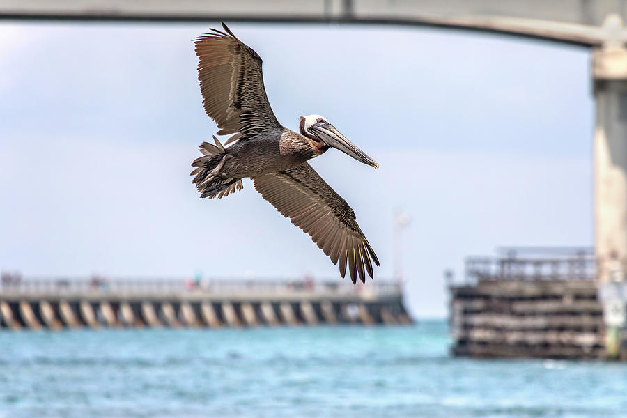 Floating Brown Pelican Photograph by Christina Carlson