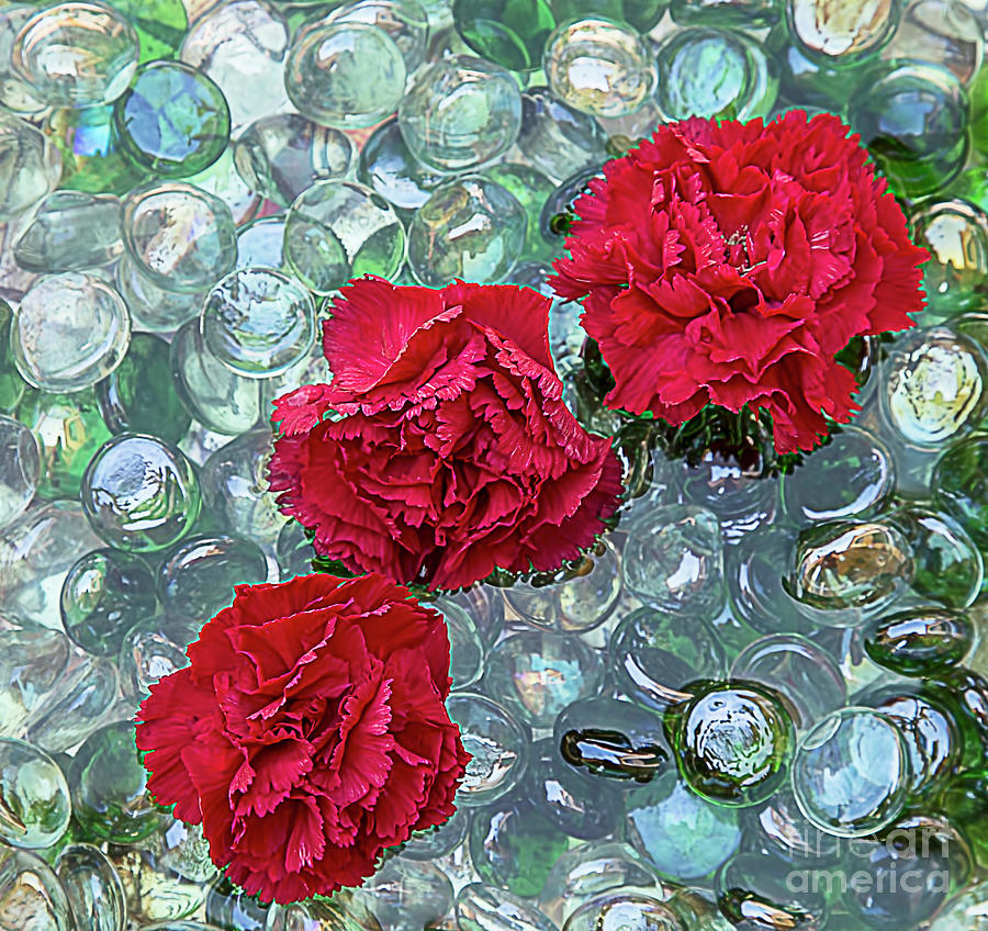 Flower Photograph - Floating Carnations by Elisabeth Lucas