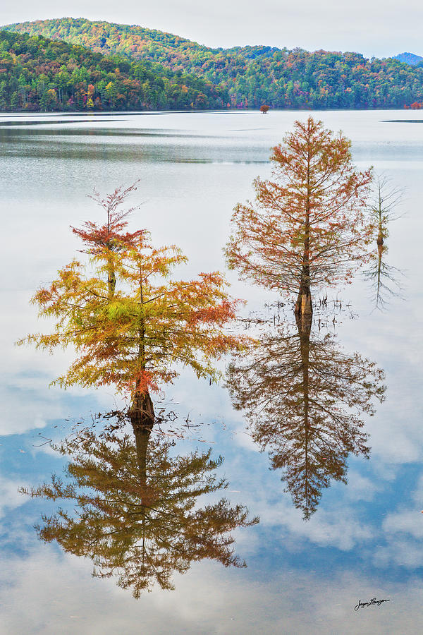 Floating Cypresses Photograph by Jurgen Lorenzen