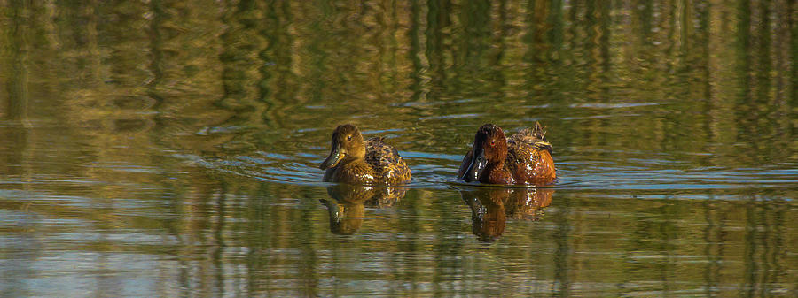 Floating Cinnamon Teal Ducks Photograph by Yeates Photography