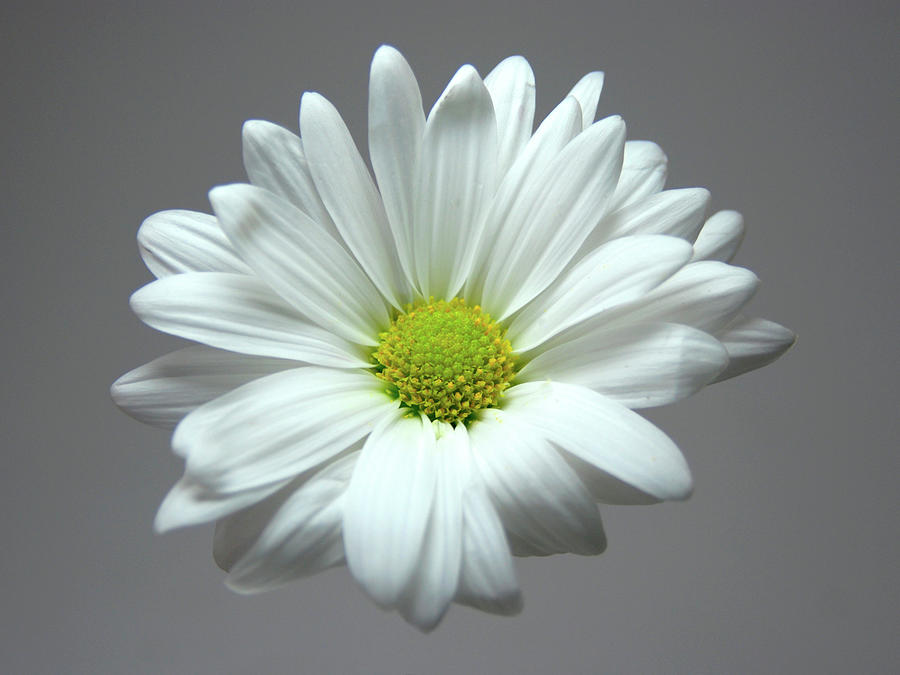 Floating Daisy Flower Photograph by Jon Gorr - Pixels