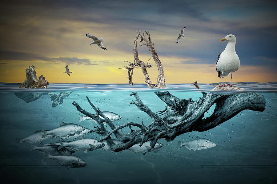 Floating Driftwood With Gulls And School Of Fish Photograph