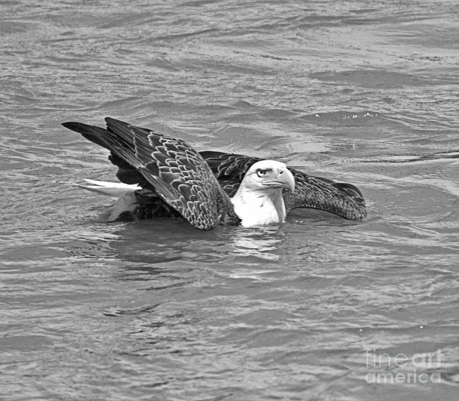 Floating Eagle In The Susquehanna River Black And White Photograph by Adam Jewell