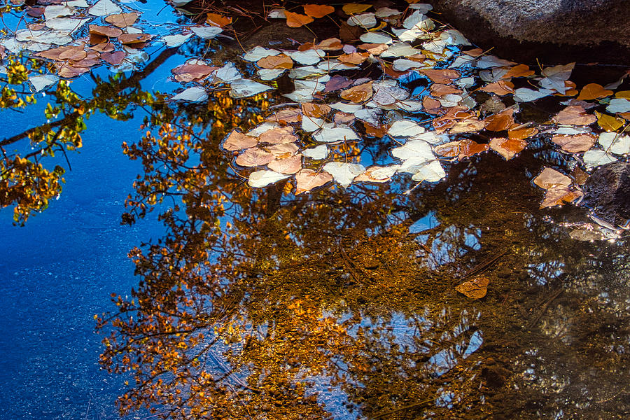 Floating Fall Photograph by Steph Gabler