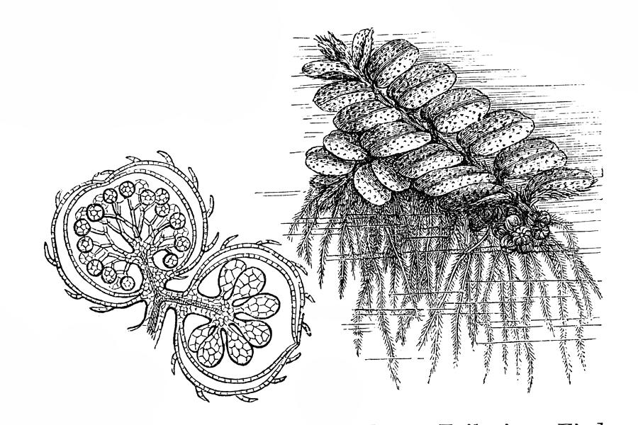 Floating fern (Salvinia natans) Drawing by Nastasic