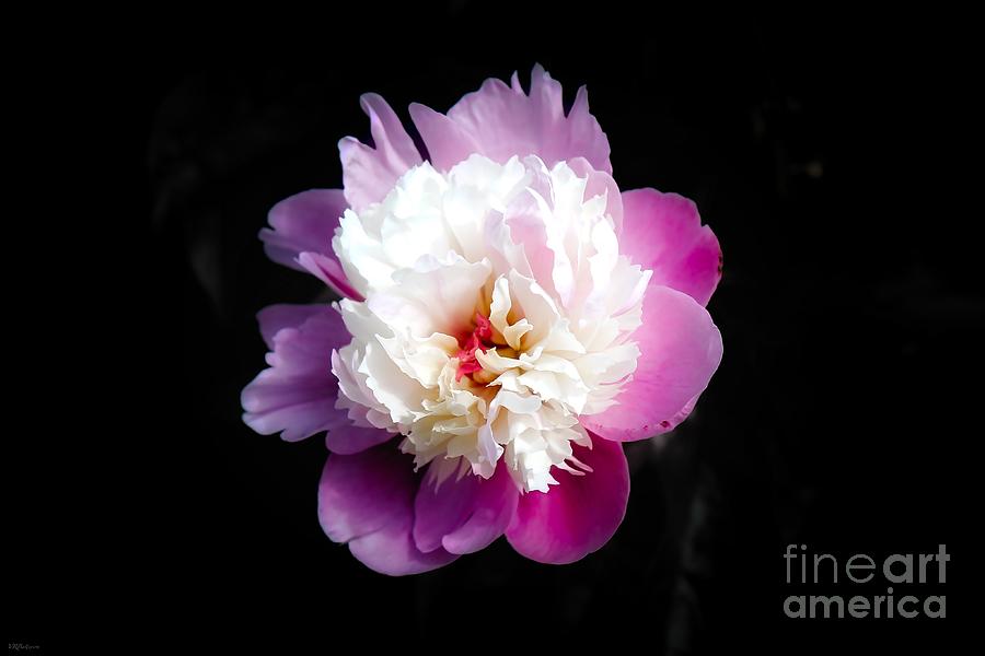 Floating Floral Photograph by Veronica Batterson