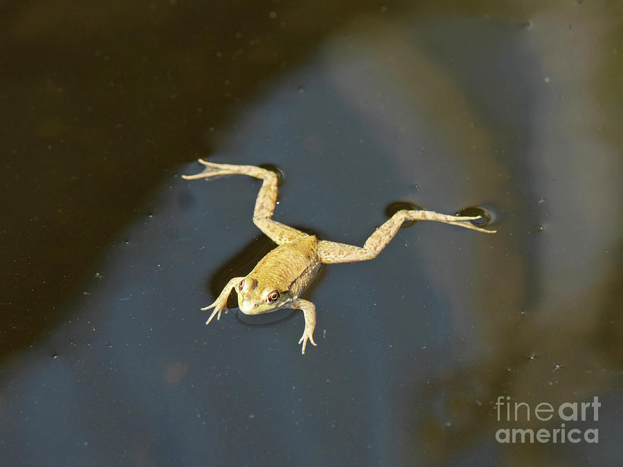 floating frog experiment