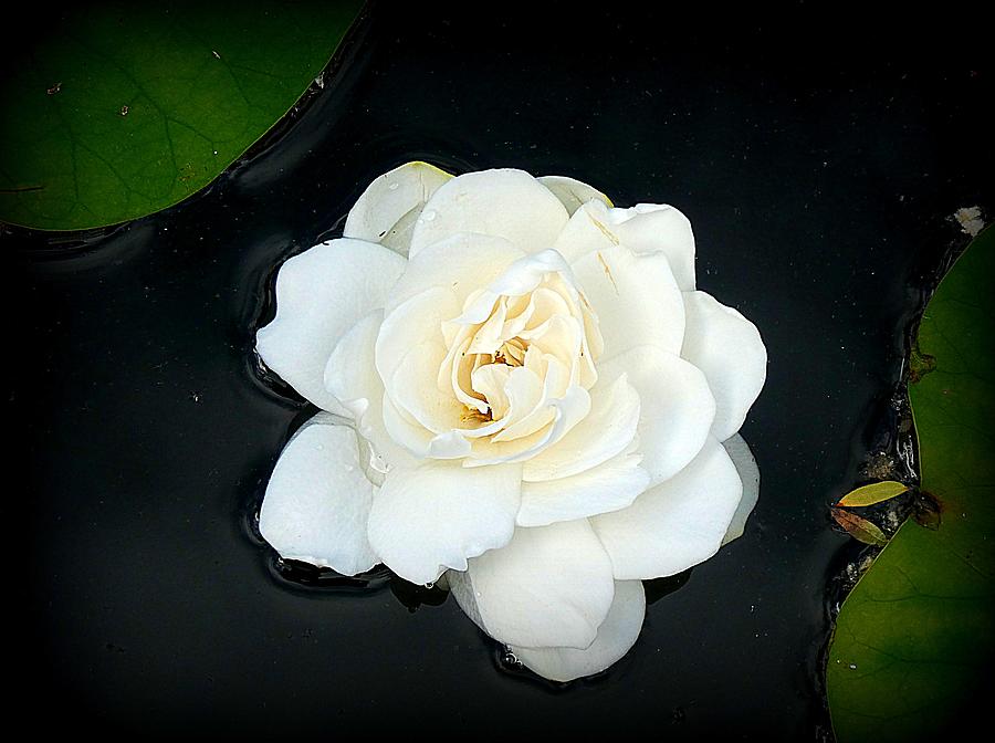 Floating Gardenia Photograph by Lori Seaman