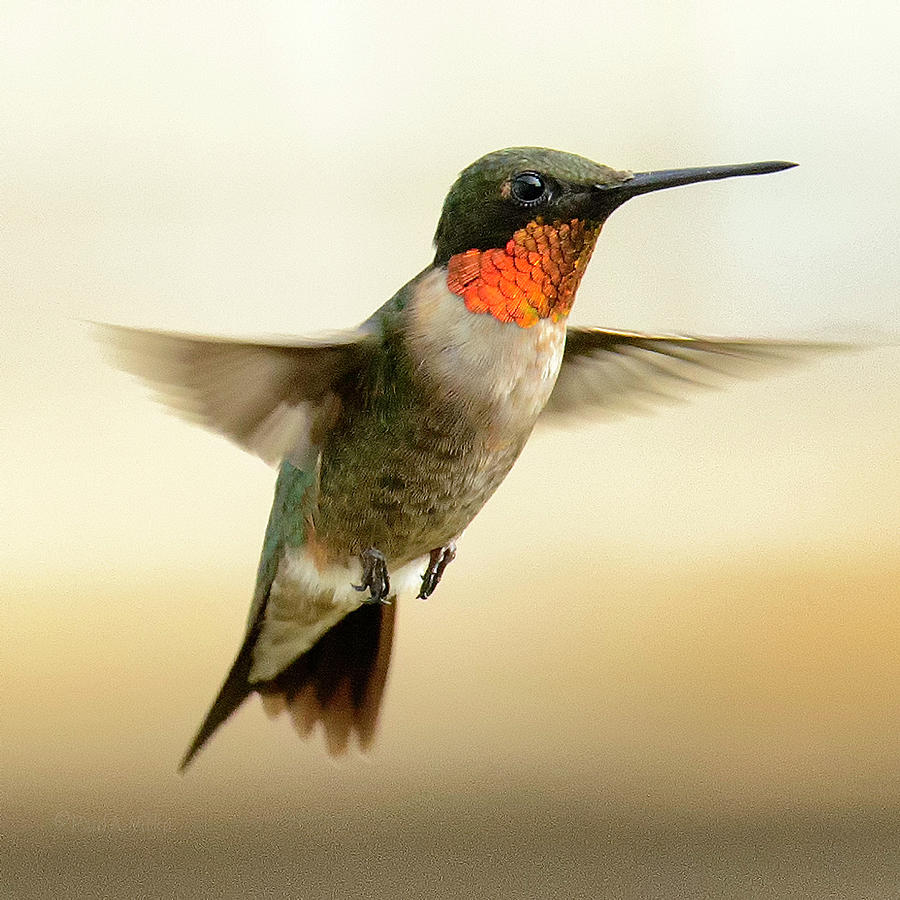 floating hummingbird II Photograph by Paul Vitko