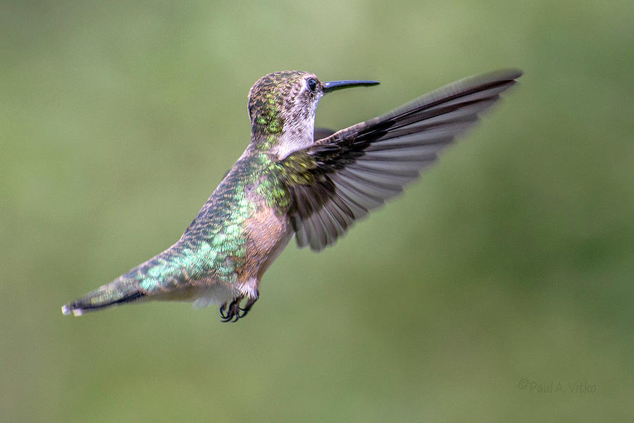 Floating Hummingbird Photograph by Paul Vitko