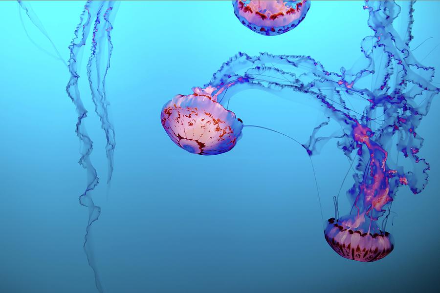 Floating - Jelly Fishes Underwater - Monterey Bay Aquarium, Monterey, United States Photograph