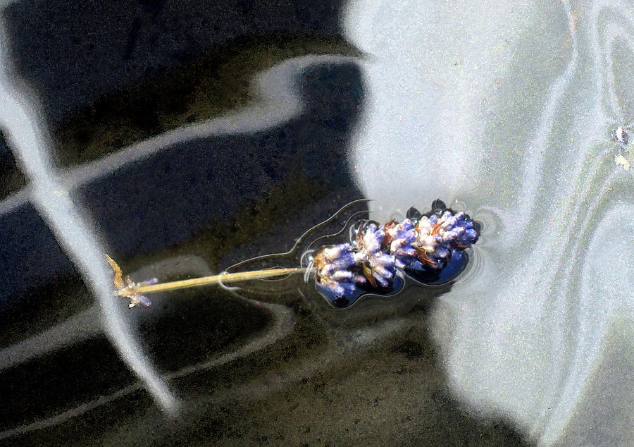 Floating Lavender Photograph by Jaeda DeWalt