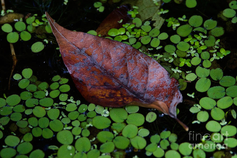 Floating Leaf Photograph by Brandon Lopez Fine Art America