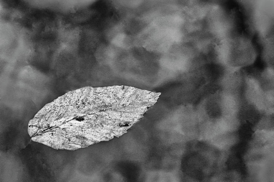Floating Leaf in Black and White Photograph by Bob Decker