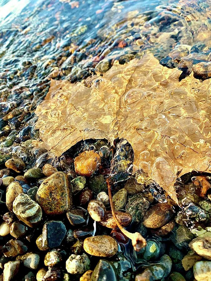 Floating leaf Photograph by Jennifer Garst - Fine Art America