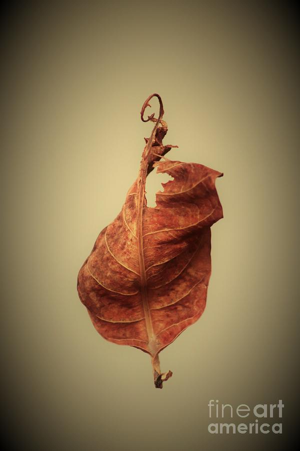 Floating leaf Photograph by Mesa Teresita