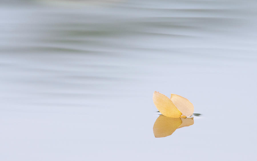 Floating Leaf, Minimalist Photography, North Carolina, Lake Lucas Photograph by Eric Abernethy