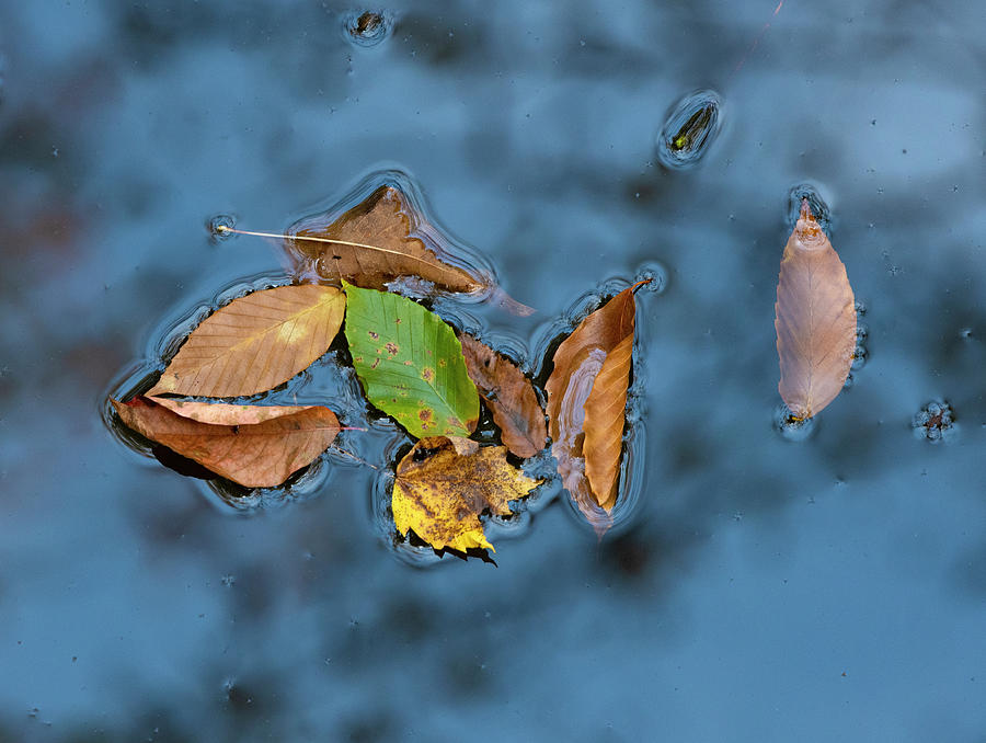 Floating Leaf, Minimalist Photography, North Carolina, Pisgah Photograph by Eric Abernethy
