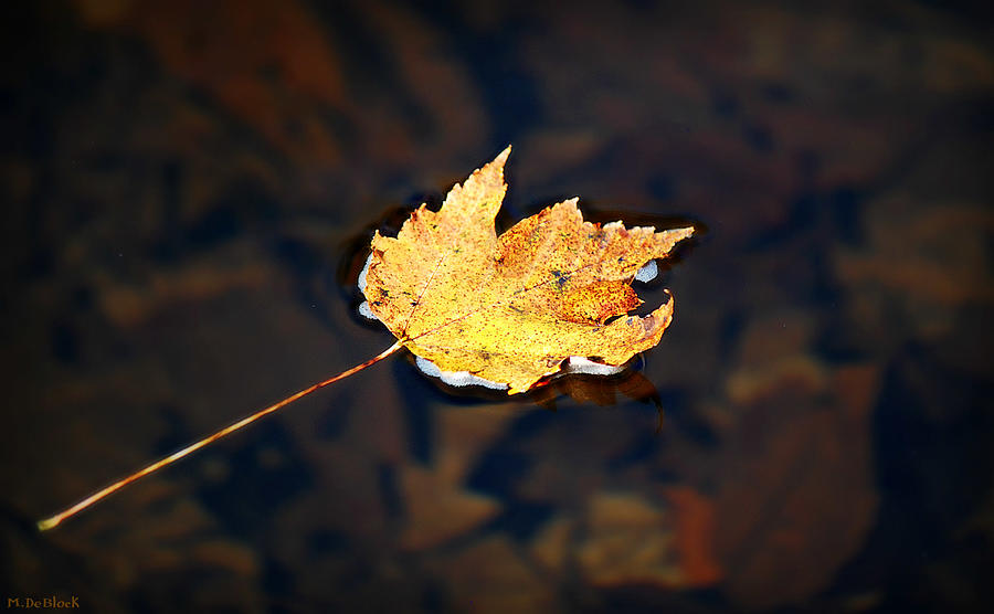 Floating Leaf on Glade Creek Photograph by Marilyn DeBlock - Fine Art ...